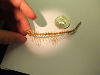 Media type: image;   Herpetology R-18364